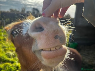 Welsh Section A horses - Advert 1