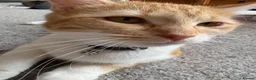 Mixed Breed cats for sale: Female cat looking for forever home  - Advert 4