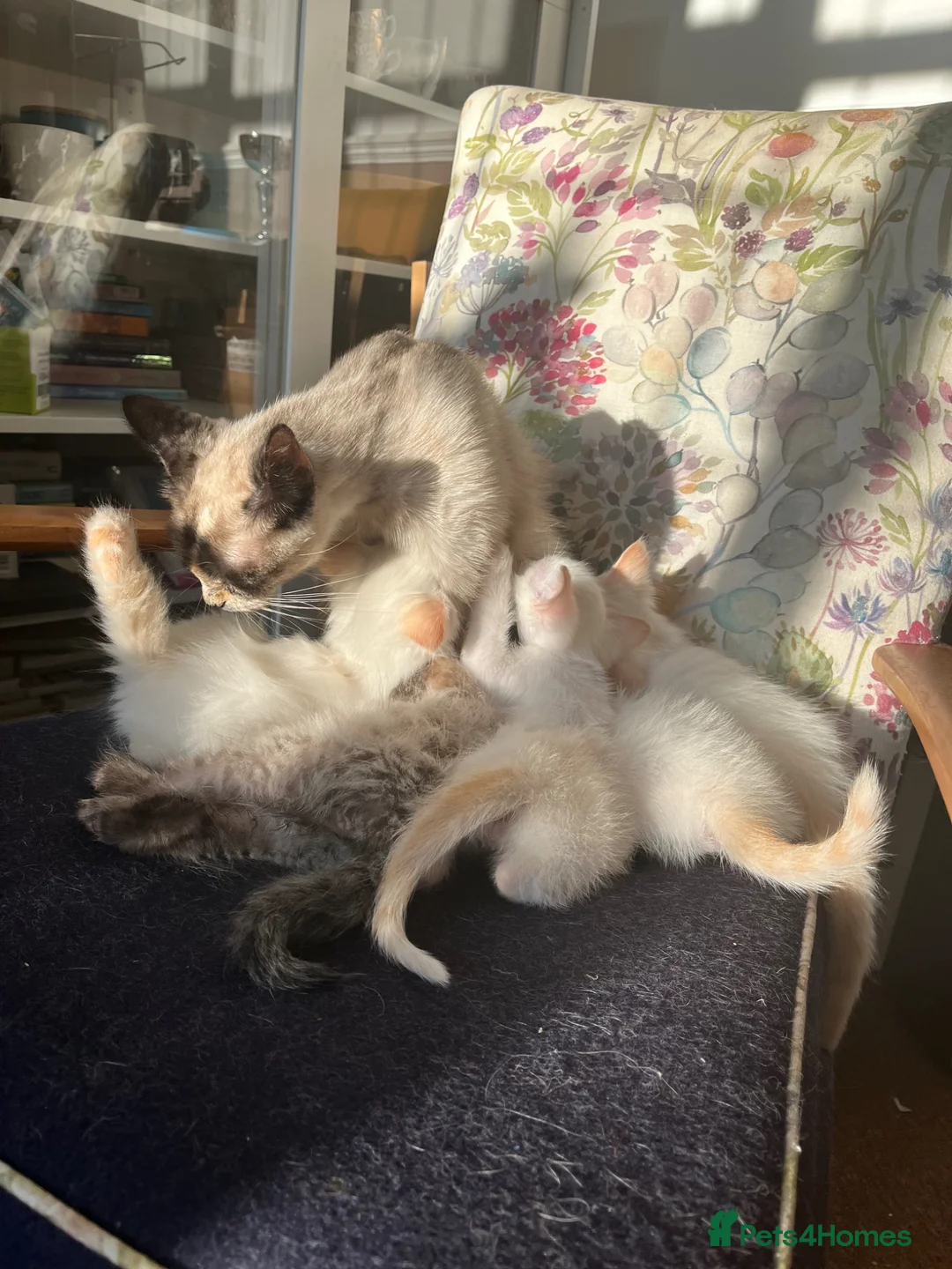 Ragdoll cats for sale: Gorgeous Ragdoll Kittens - Advert 1
