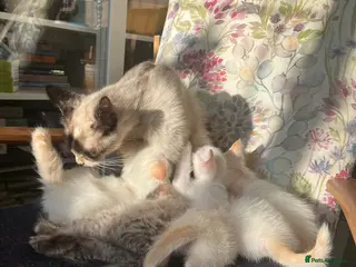 Ragdoll cats Gorgeous Ragdoll Kittens - Advert 1