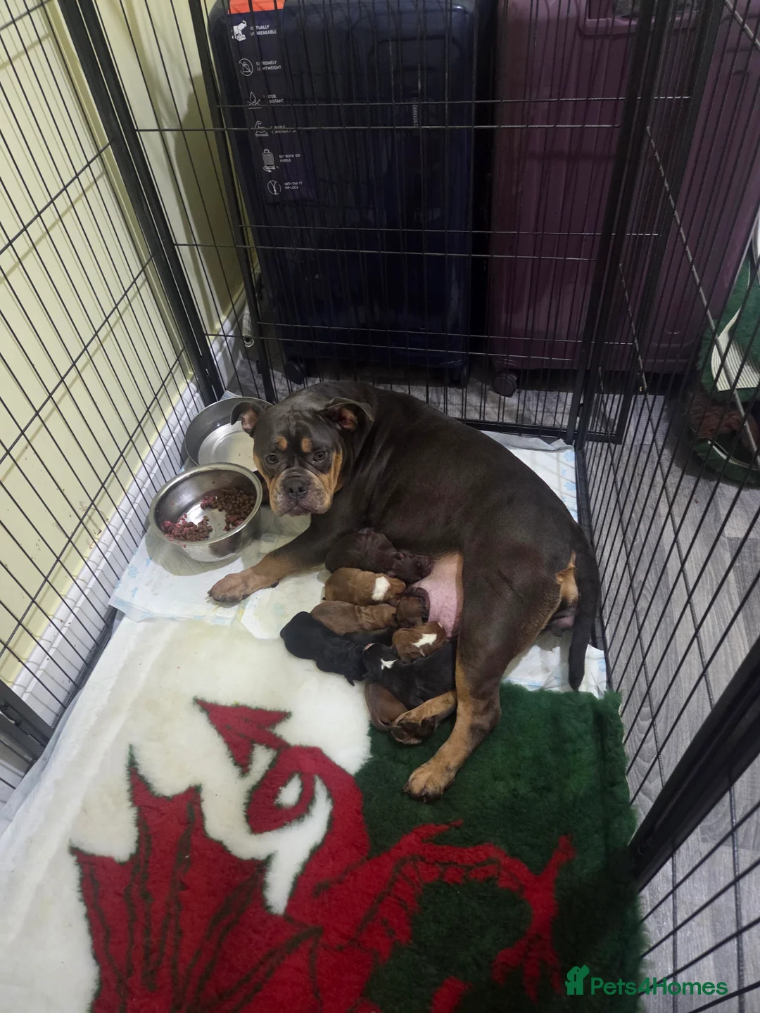 Olde English Bulldogge dogs for sale: Olde english bulldog  - Advert 2
