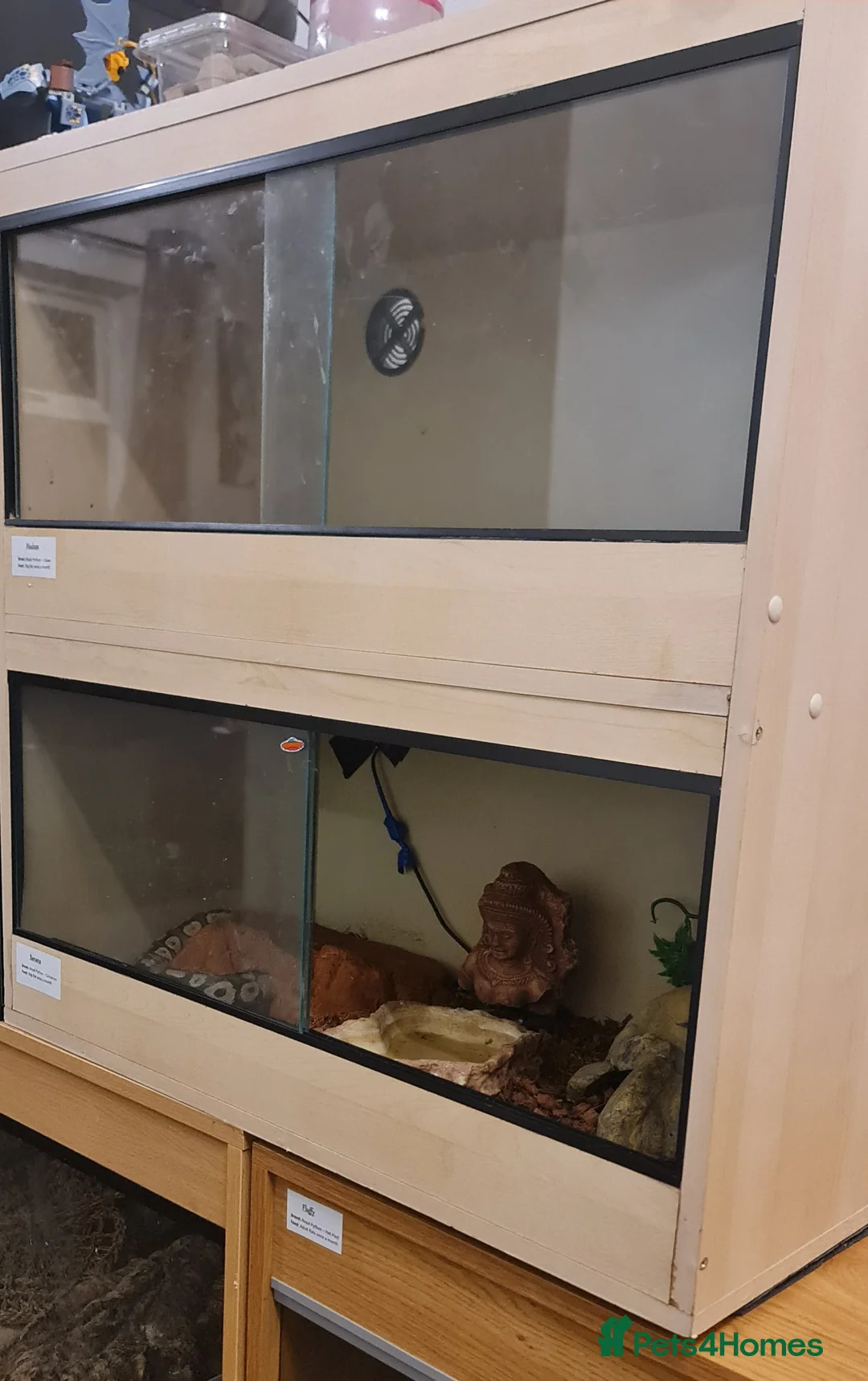 Python Snake reptiles for sale: Cinnamon Ballpython  - Advert 2