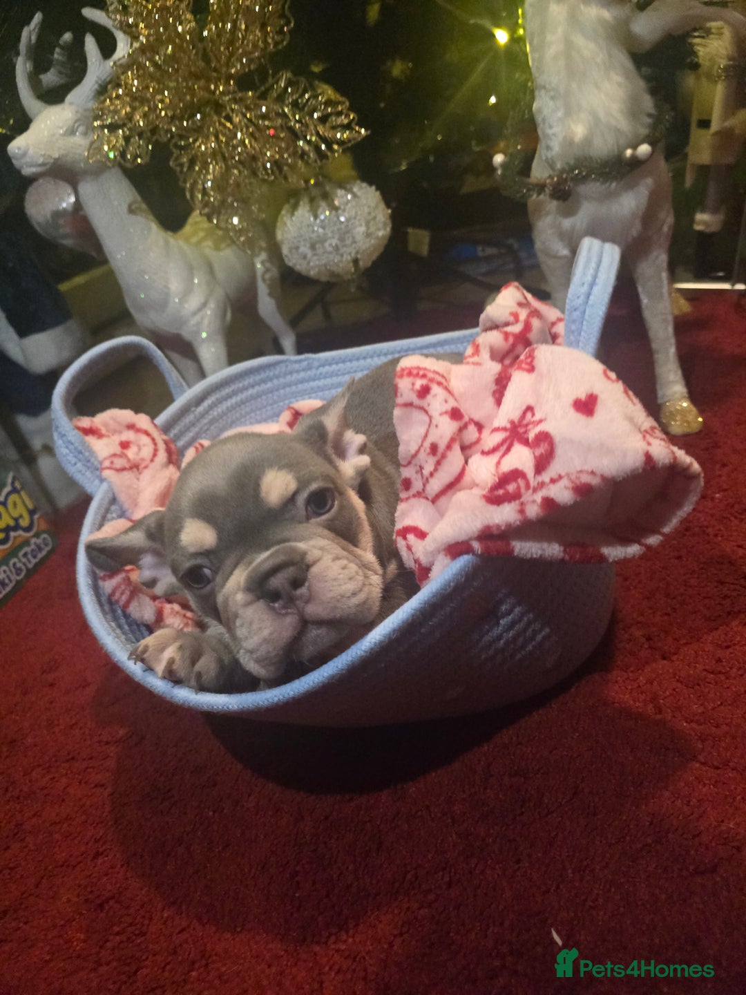 French Bulldog dogs for sale: French bulldog Puppy  😍 - Advert 5