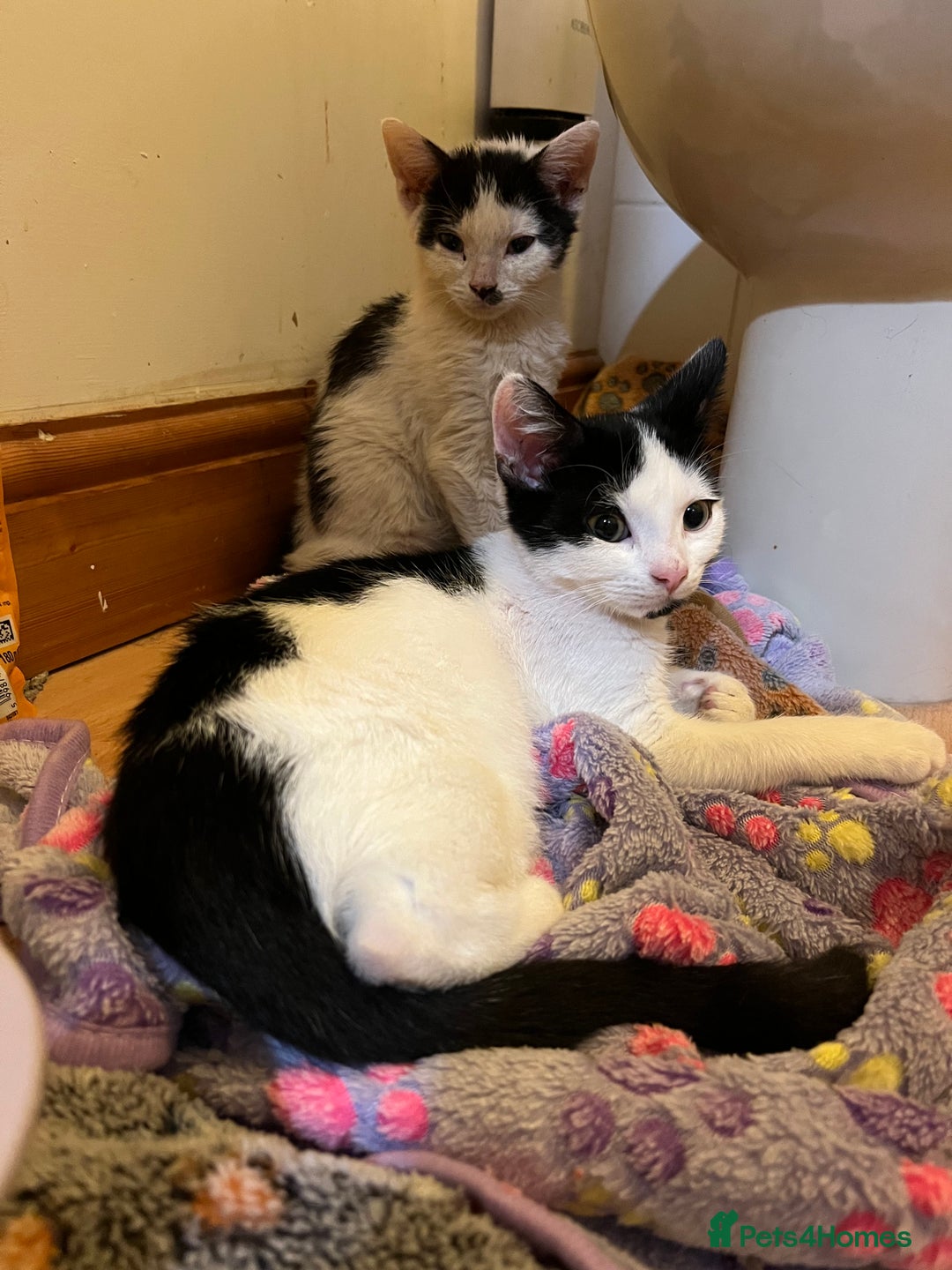 Mixed Breed cats for adoption: Pongo the rescue kitten needs new home - Image 5