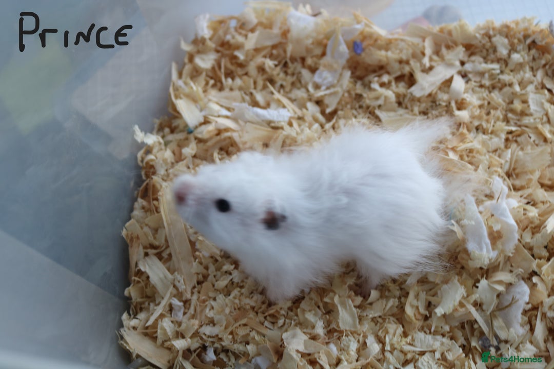 Hamster rodents for sale: Syrian Hamsters – various ages - Image 9
