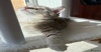 British Shorthair cats - Advert 1