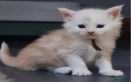 Maine Coon cats for sale: Beautiful Fluffy Maine Coon Kittens - Image 13