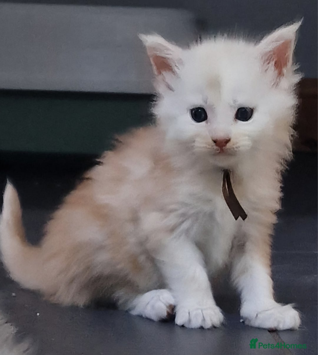 Maine Coon cats for sale: Beautiful Fluffy Maine Coon Kittens - Image 13