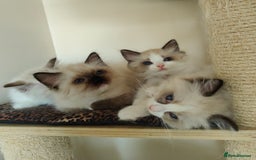 Ragdoll cats for sale: GCCF REGISTERED EUROPEAN LINE RAGDOLL KITTENS  - Image 31