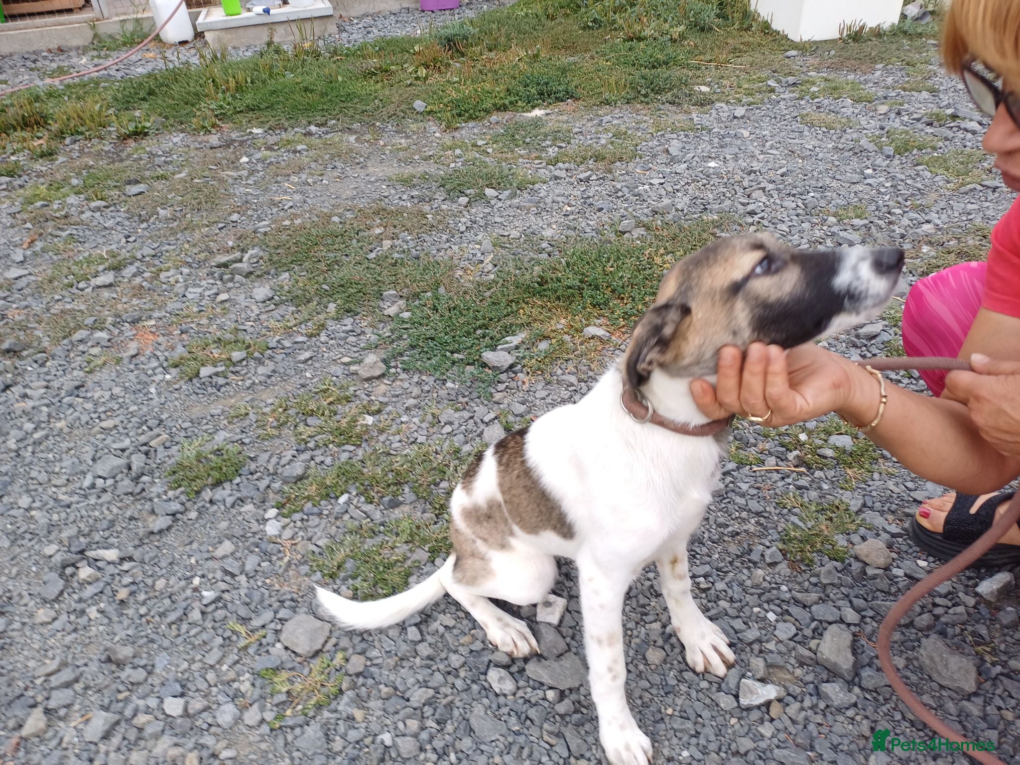 Mixed Breed dogs for adoption: 💔 GISELLE - A Lovely Girl for a Loving HOME ❤️ - Advert 2