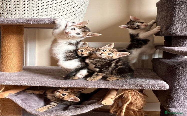 Toyger cats - Advert 1