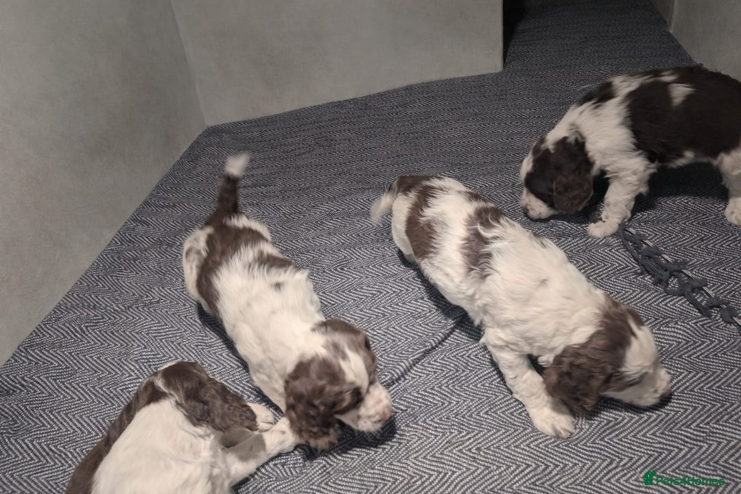 English Springer Spaniel dogs for sale: Beautiful KC Show Line ESS Puppies - Advert 3