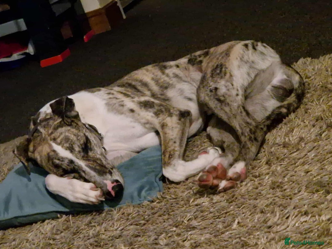 Mixed Breed dogs for sale: 4 year old Male Lurcher cross Collie Greyhound - Image 3