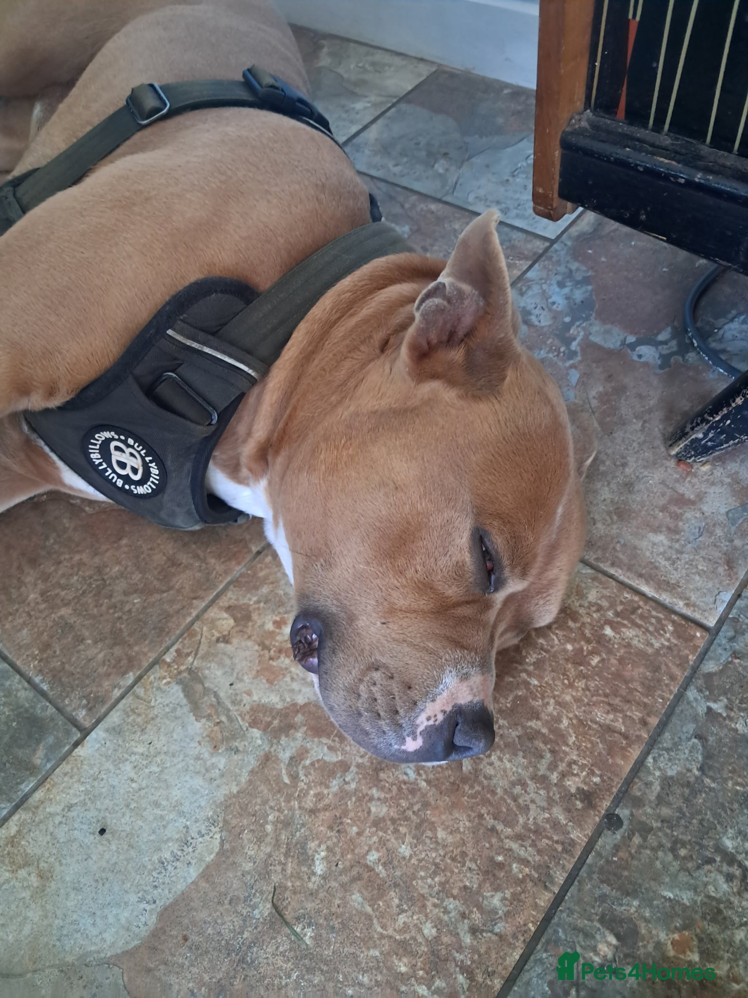 Mixed Breed dogs for sale: Bjorn - Advert 4