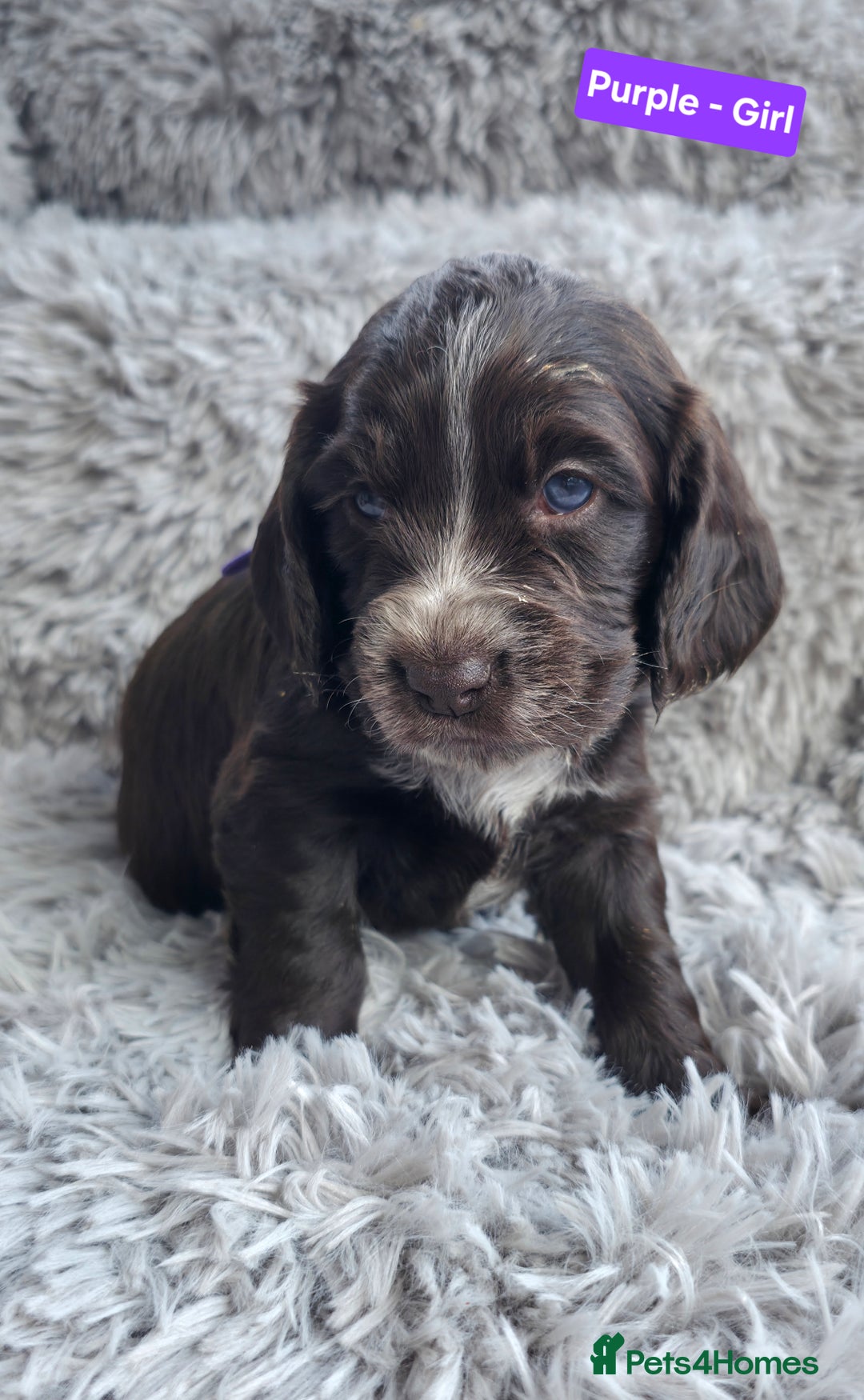 Cocker Spaniel dogs for sale: Exquisite Brown/White Working Cocker Spaniel Pups - Image 5