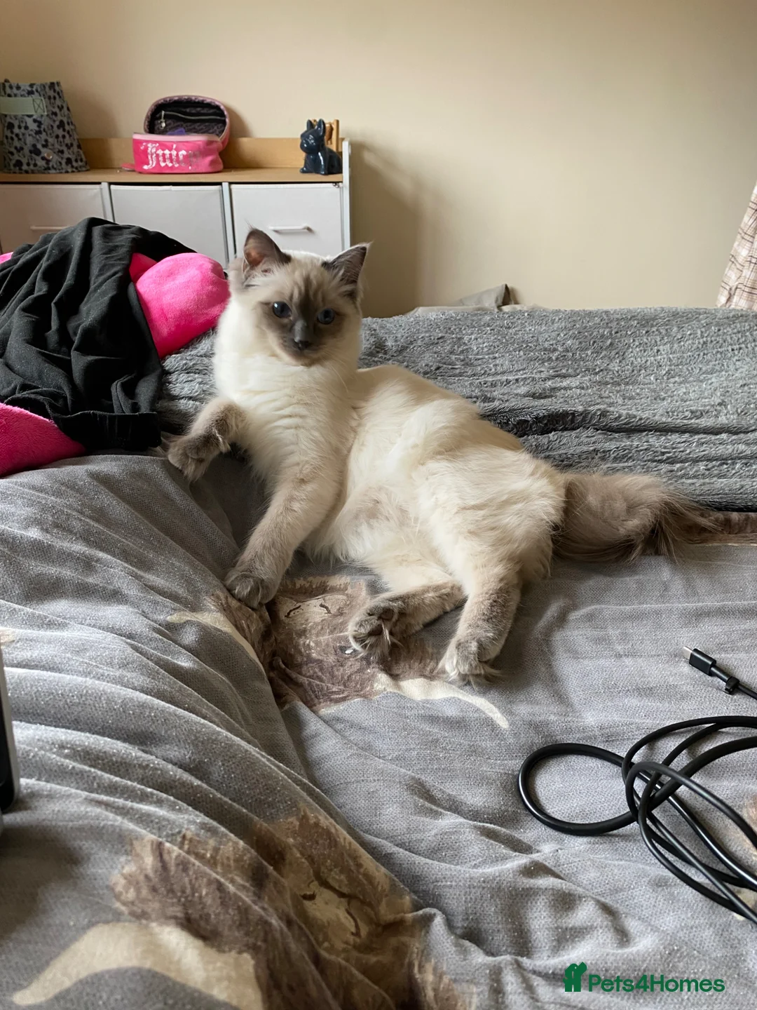 Ragdoll cats for sale: 9 month old Ragdoll in Derby - Advert 2