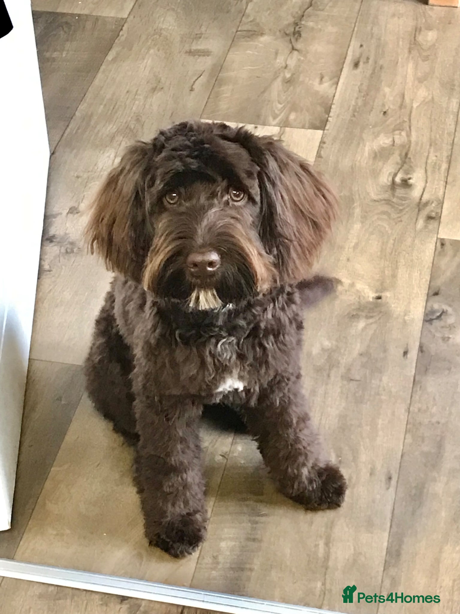 Cockapoo dogs for sale: Cockerpoo F1b puppies  in Hailsham - Advert 5