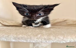 Domestic Shorthair cats for sale: Gorgeous Fluffy Kittens, ready now! - Image 14