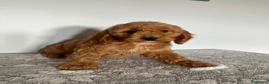 Cockapoo 4