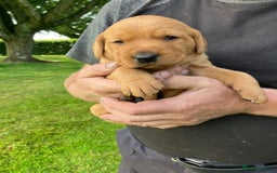 Labrador Retriever dogs for sale: STUNNING LITTER OF DARK FOX RED LABRADOR PUPPIES - Image 8