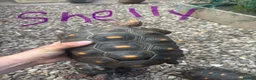 Tortoise reptiles for sale: Trio red footed tortoises - Advert 10