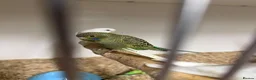 Budgerigars birds for sale: Bf, split bf, cockatiel, normals and canary - Advert 4