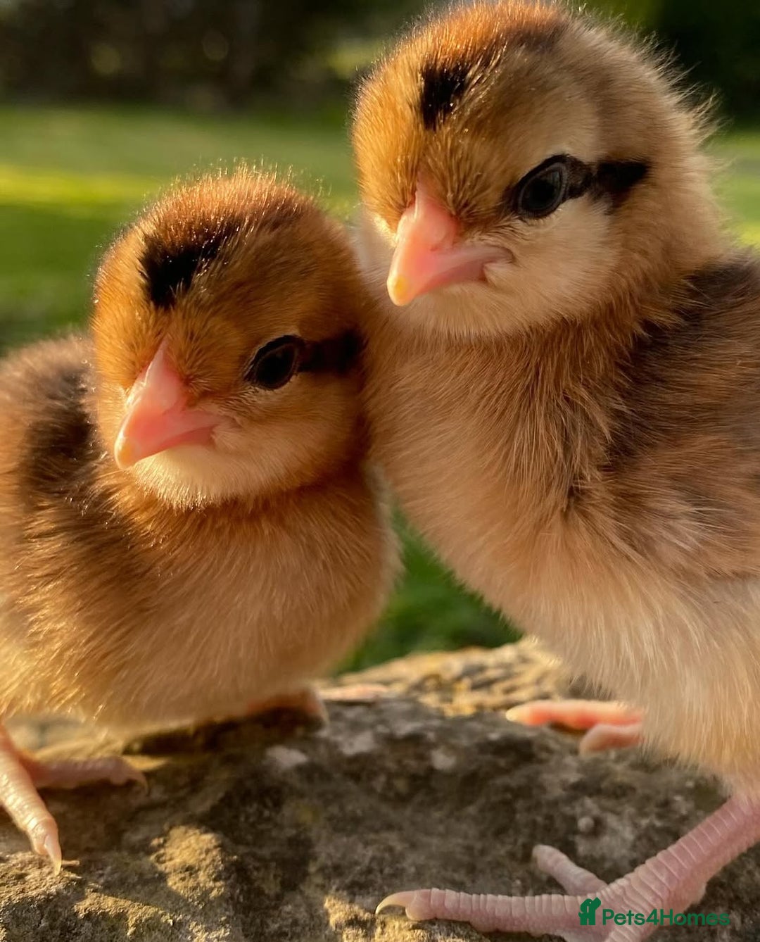 Chickens poultry for sale: Hatching eggs, Chicks & Ducklings - Image 24