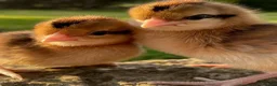Chickens poultry for sale: Hatching eggs, Chicks & Ducklings - Advert 24