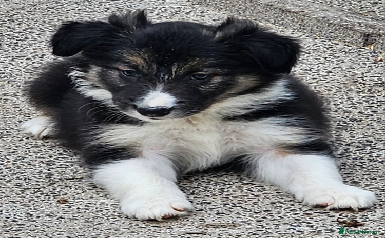 Border Collie dogs - Advert 1