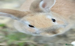 Lionhead rabbits for sale: Double Mane (f)&No Mane(m) Lionhead £50 & £2 - Image 28