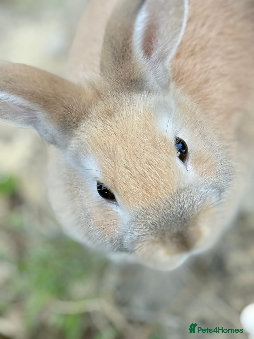 Lionhead rabbits for sale: Double Mane (f)&No Mane(m) Lionhead £50 & £2 - Image 28