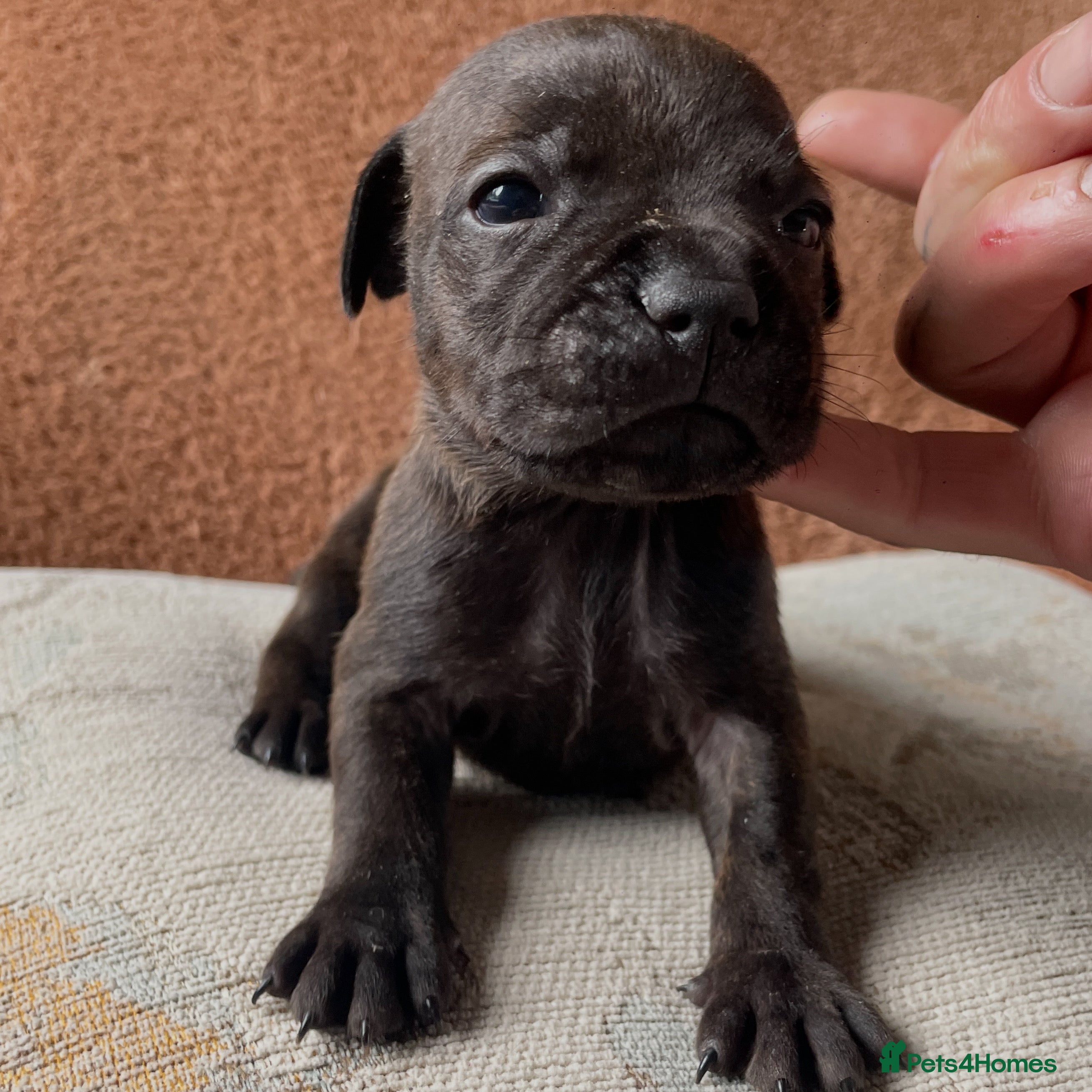 Staffordshire Bull Terrier dogs Black Eye SBTs this season litter 3 boys 3 girls  - Advert 2