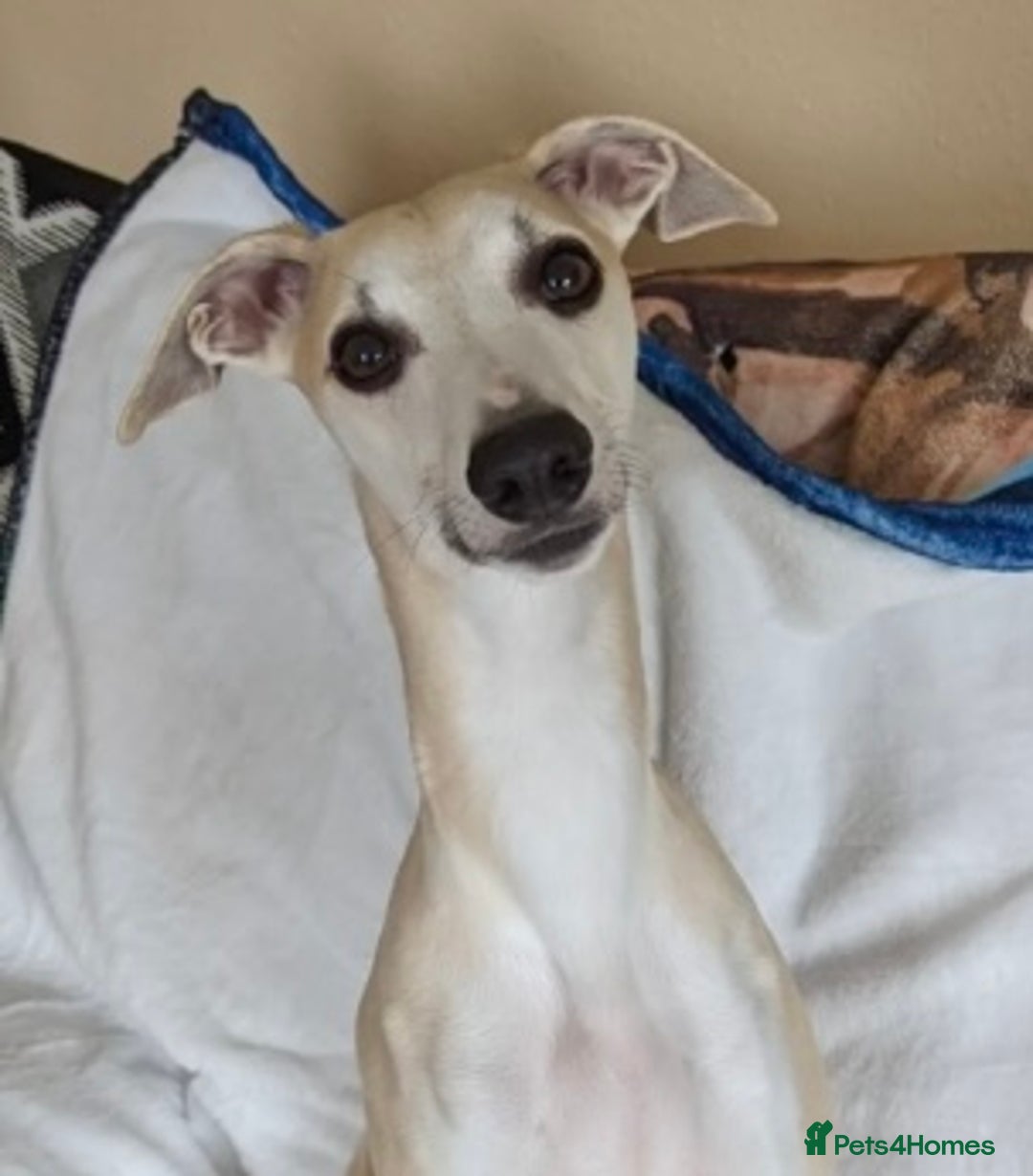 Whippet dogs for stud: KC Reg Heart Tested Gorgeous Fawn Whippet at Stud  in Bristol - Image 4