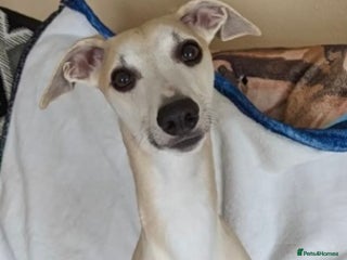 Whippet dogs KC Reg Heart Tested Gorgeous Fawn Whippet at Stud in Bristol - Advert 4