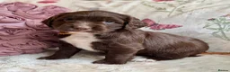 Sprocker dogs for sale: Sprocker Spaniel pups  in Stranraer - Advert 2