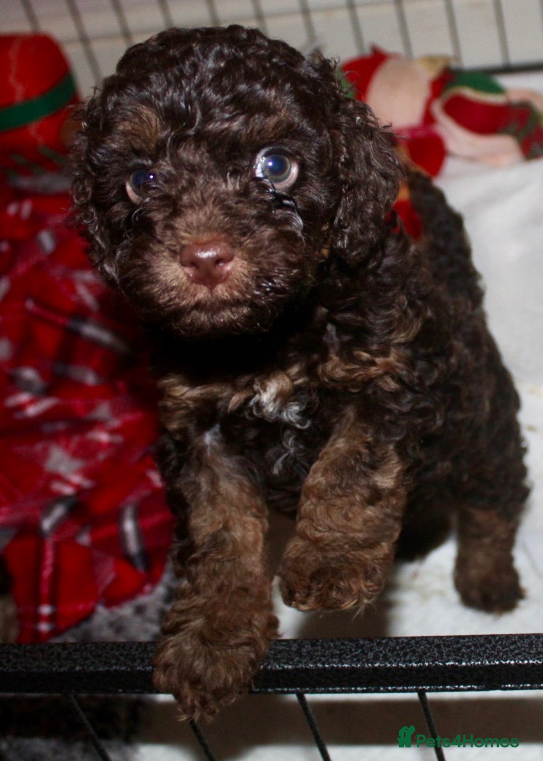 Cockapoo dogs for sale: Child friendly cockapoo puppies  - Advert 11
