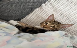 Bengal cats for sale: Half bengal half tabby kitten 17 weeks  - Image 5