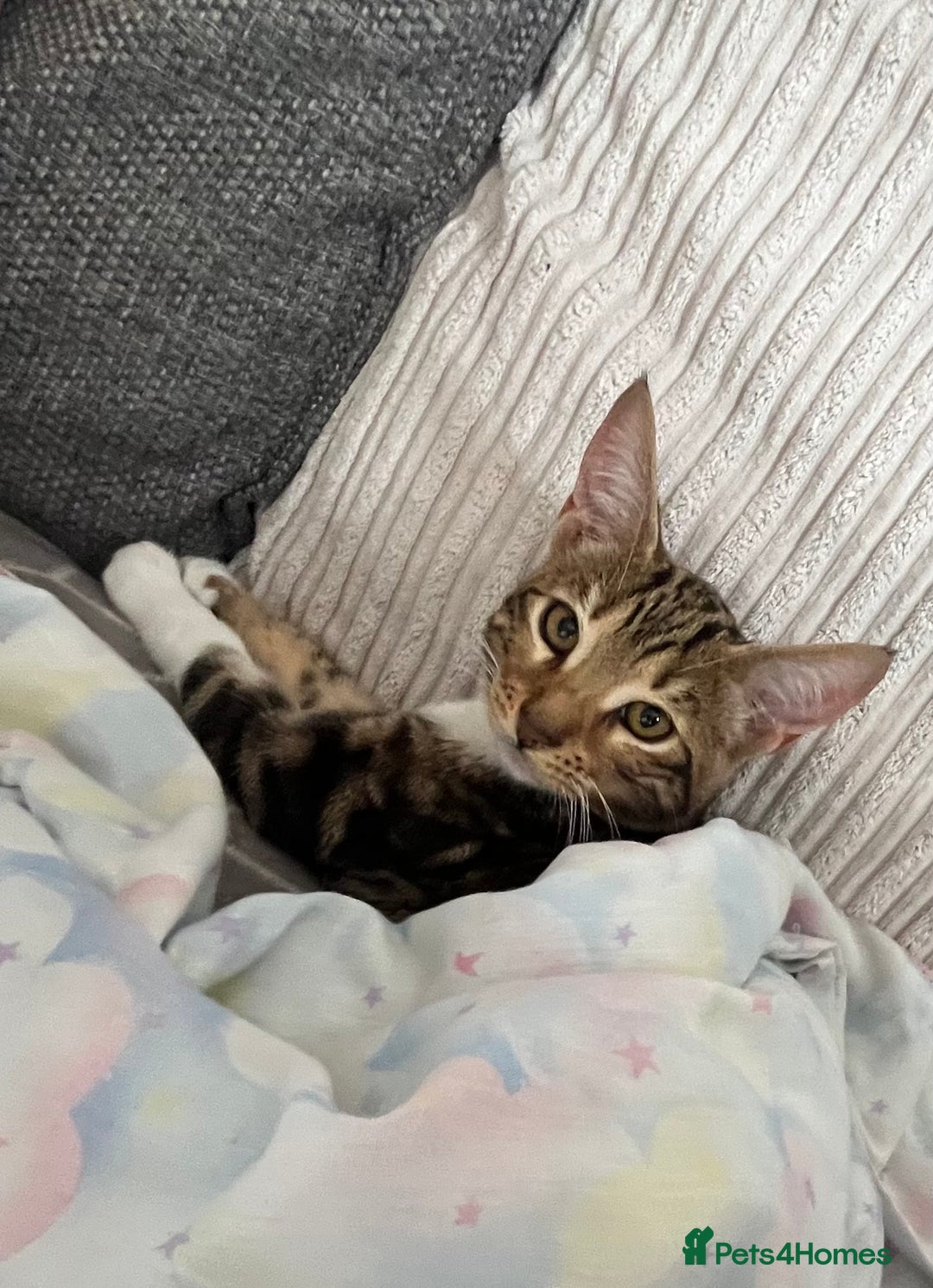 Bengal cats for sale: Half bengal half tabby kitten 17 weeks  - Image 5