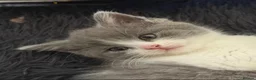 Mixed Breed cats for sale: BBSH mixed breed 5 kittens grey black white grey  - Advert 36
