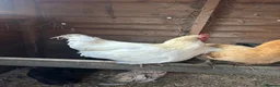 Chickens poultry for sale: 2x Cockerel’s for FREE in Buxton - Advert 2