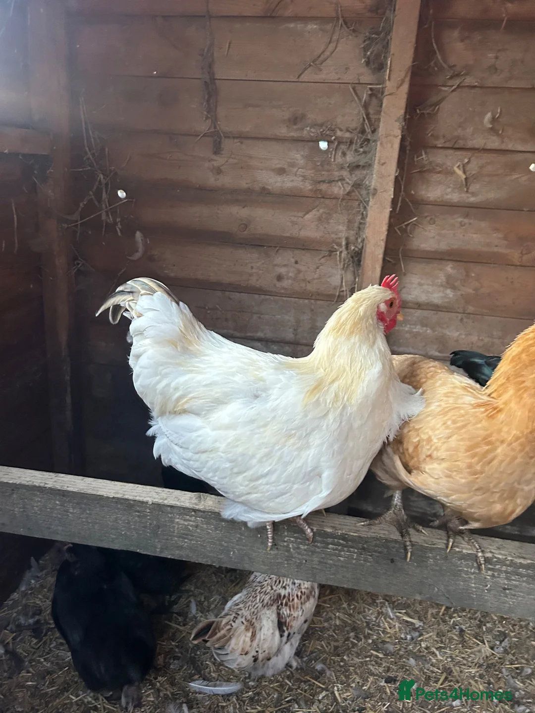 Chickens poultry for sale: 2x Cockerel’s for FREE in Buxton - Advert 2
