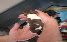 English Springer Spaniel dogs for sale: Kc Springer Spaniel Puppies - Image 4
