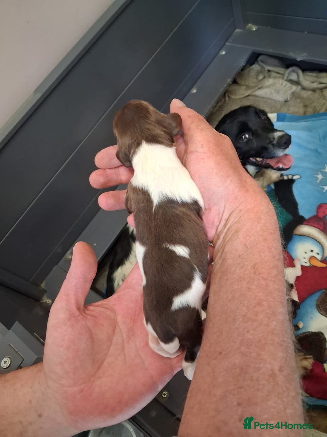 English Springer Spaniel dogs for sale: Kc Springer Spaniel Puppies - Image 4