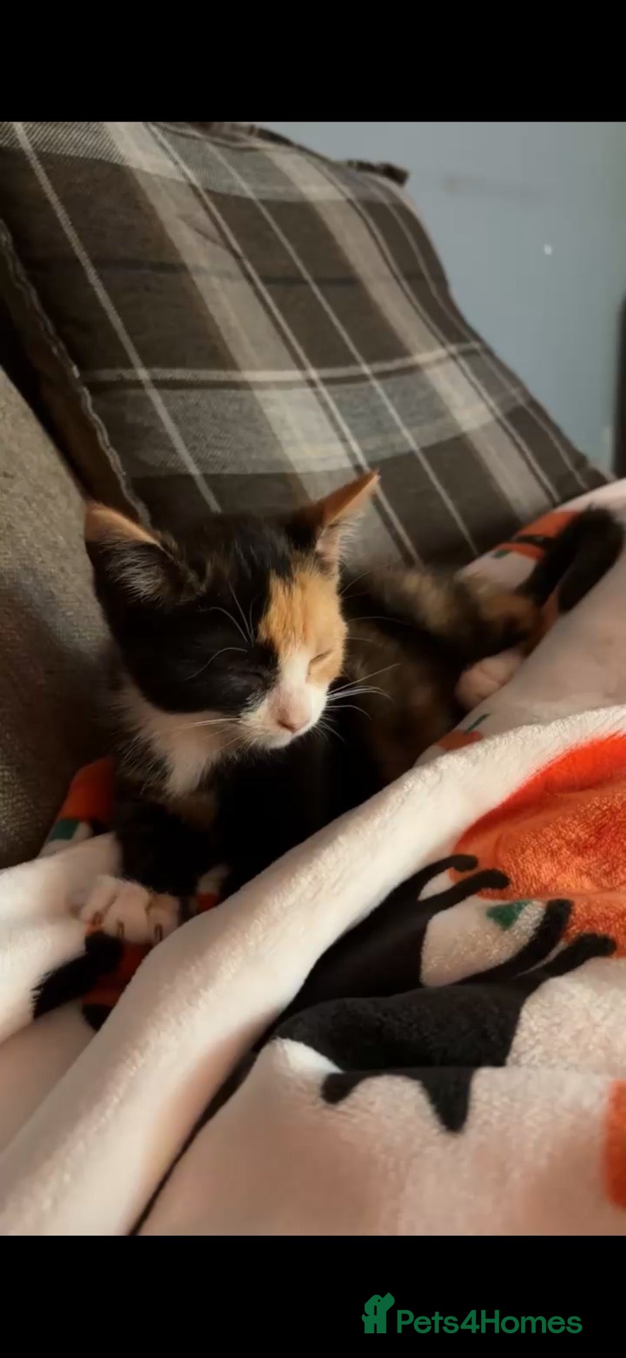 Mixed Breed cats for sale: Beautiful calico girl kitten for sale - Advert 10