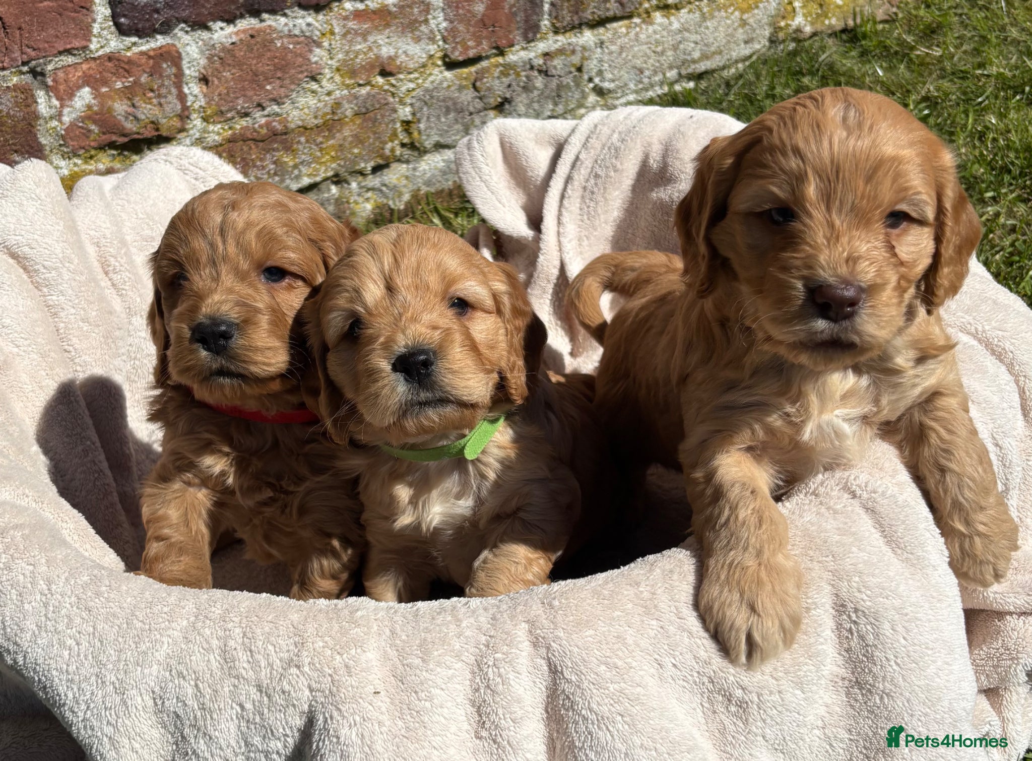 Cocker Spaniel dogs Stunning Cockapoo F1 Puppies KC Parents  - Advert 10
