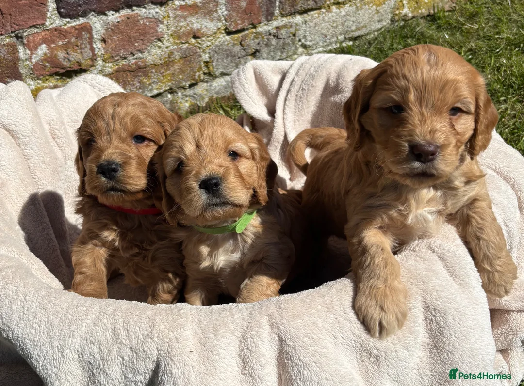 Cocker Spaniel dogs for sale: Stunning Cockapoo F1 Puppies KC Parents  - Advert 1