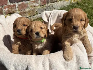 Cocker Spaniel dogs Stunning Cockapoo F1 Puppies KC Parents - Advert 3