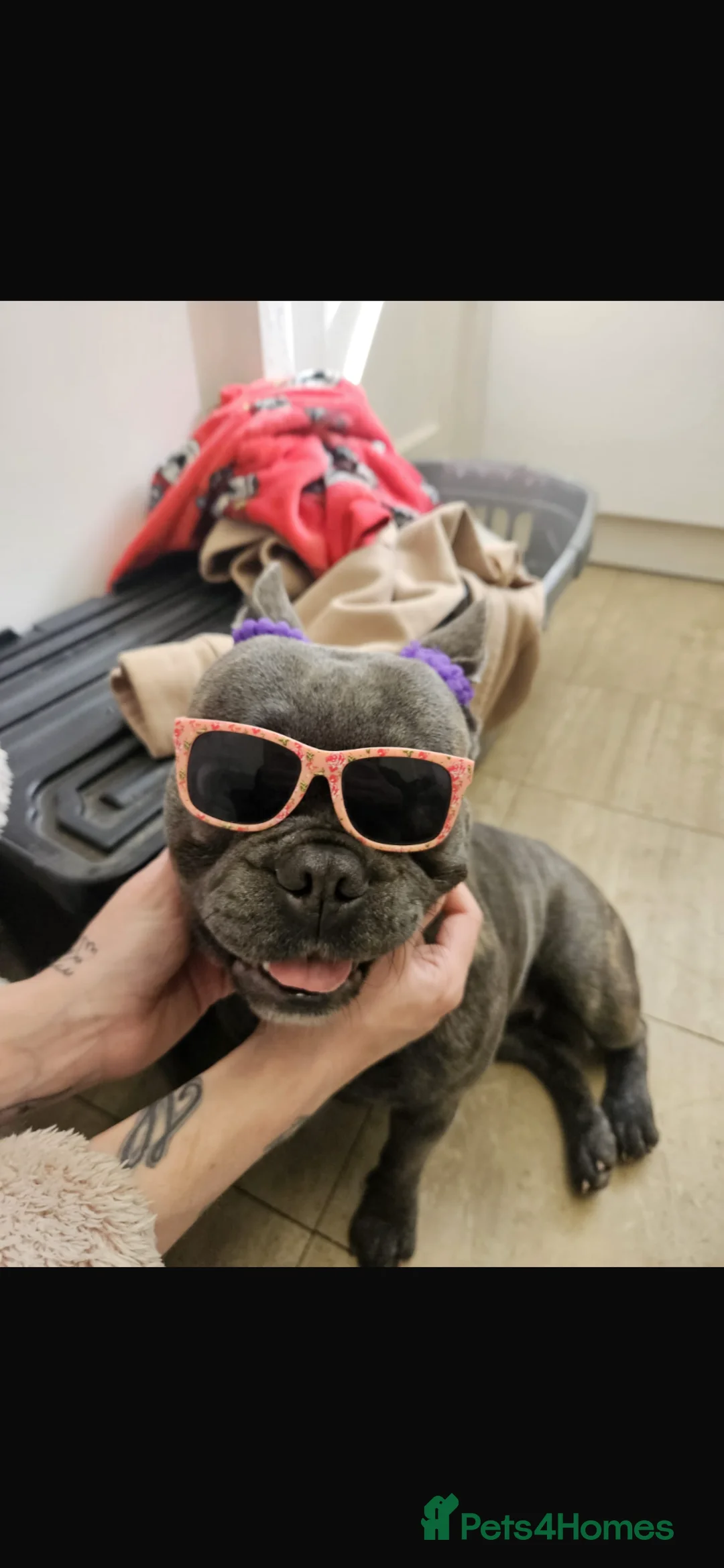 French Bulldog dogs for sale: 2 year female frenchie  in South Ockendon - Advert 2