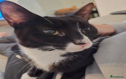 Domestic Shorthair cats for sale: 2 adult loving cats looking for new home - Advert 4