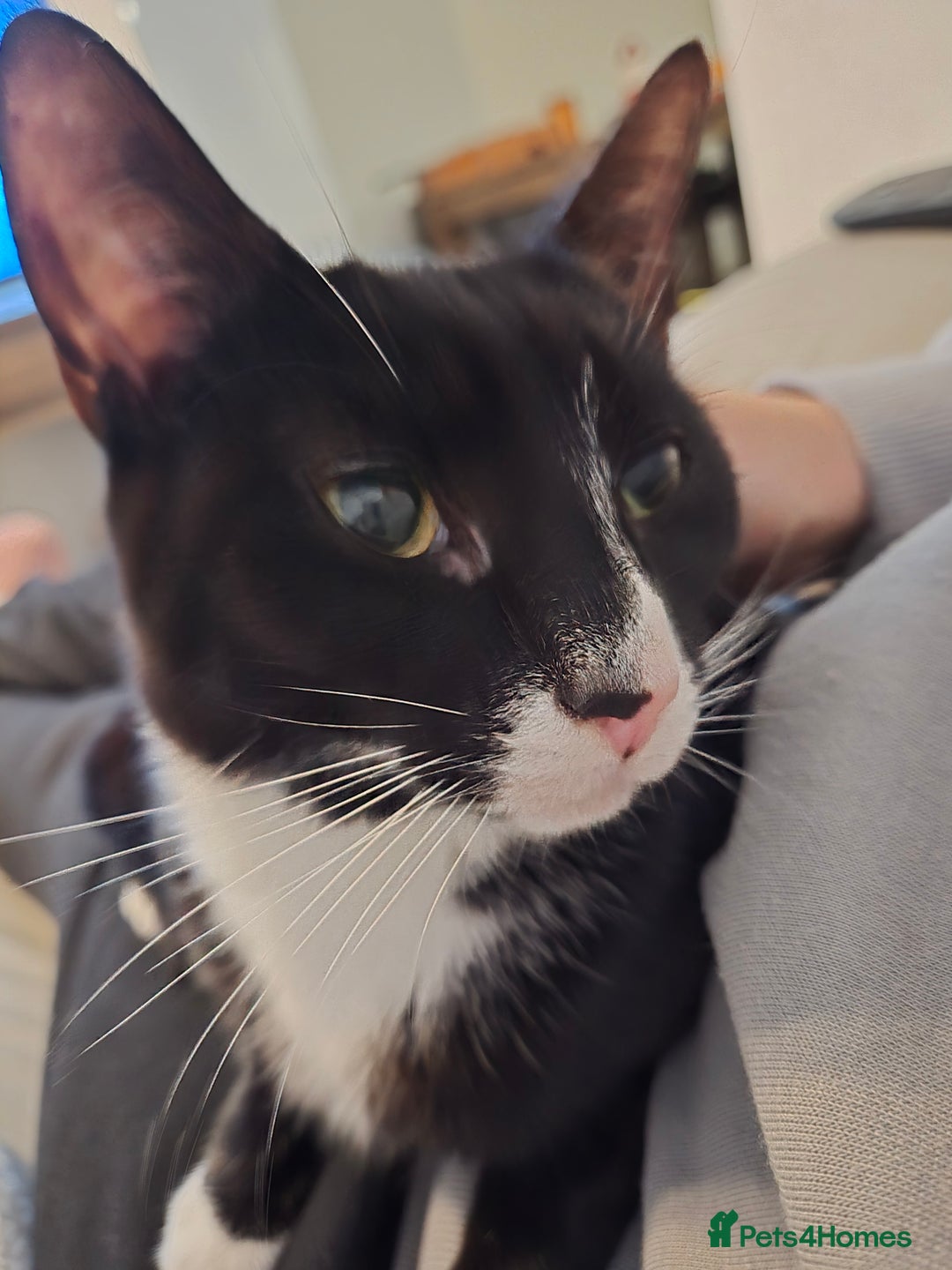 Domestic Shorthair cats for sale: 2 adult loving cats looking for new home - Advert 4